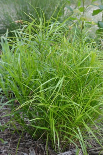 Carex muskingumensis
